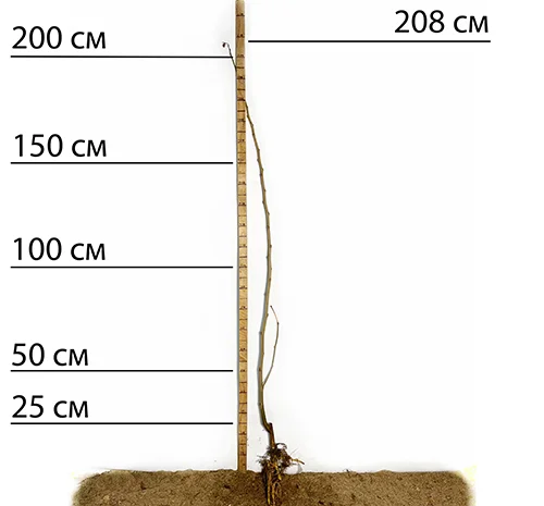 Саженцы шелковицы Виктория (привитые) - 2-летние- фото № 2