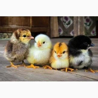 Продажа цыплят мясо-яичной породы- фото № 1