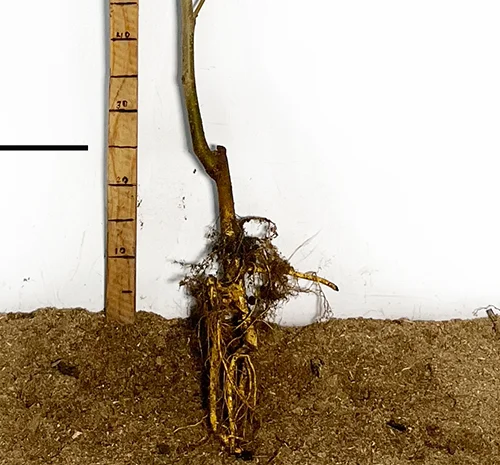 Саженцы шелковицы Шелли - 2-летние (привитые)- фото № 3