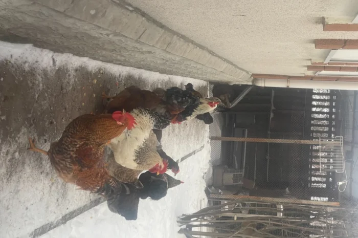 Продаются петухи мясояичной породы по 400 гривен- фото № 1