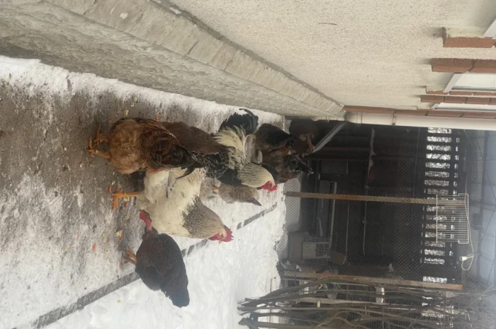 Продаются петухи мясояичной породы по 400 гривен- фото № 2