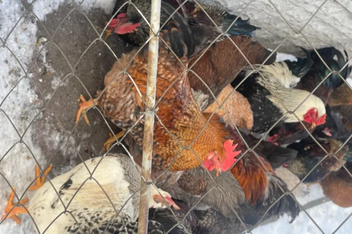 Продаются петухи мясояичной породы по 400 гривен- фото № 3