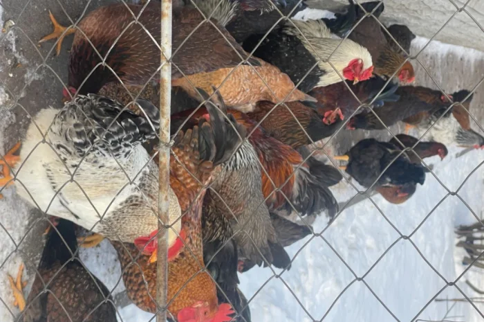 Продаются петухи мясояичной породы по 400 гривен- фото № 4