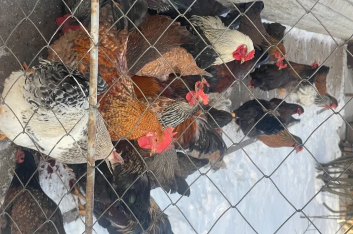 Продаются петухи мясояичной породы по 400 гривен- фото № 5