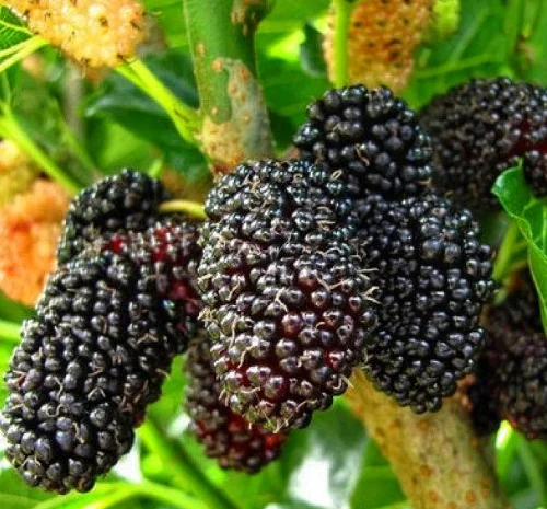 Саженцы шелковицы Шелли - 1 год (привитые)- фото № 2