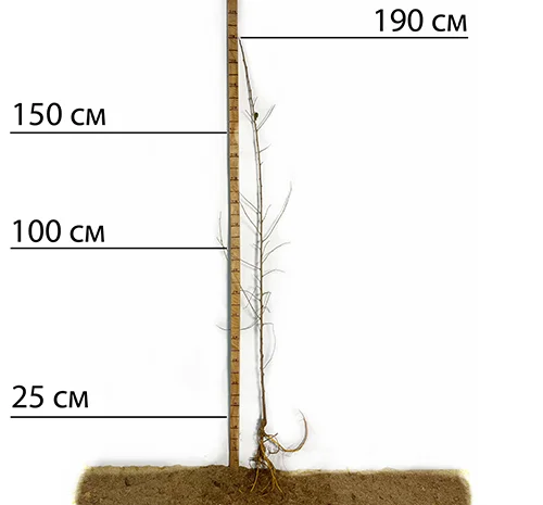 Саженцы шелковицы Шелли - 2 года- фото № 1