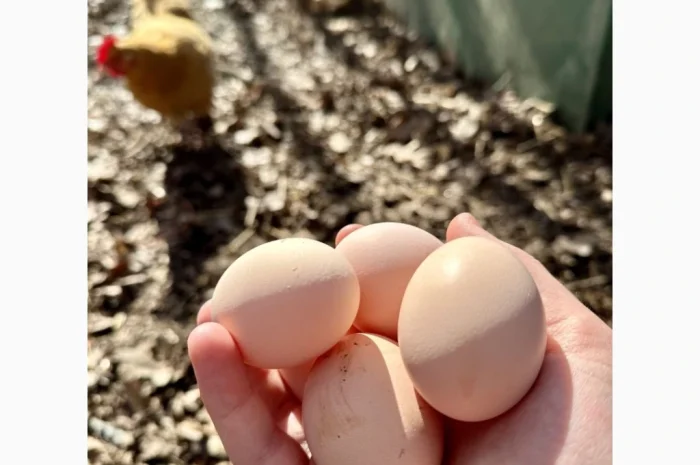 Пропонуються кури яєчного напрямку- фото № 2