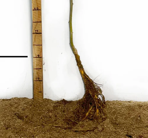 Саджанці шовковиці Галіція (привиті) - 1 рік- фото № 1