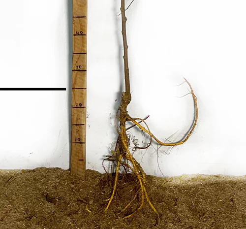 Саджанці шовковиці Галіція - 2 роки- фото № 1