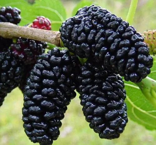 Саджанці шовковиці Галіція - 2 роки- фото № 2