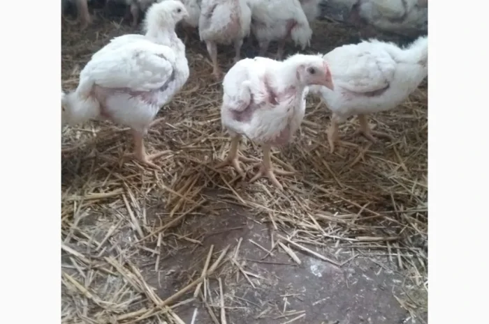 Продаются бройлеры весом 1200 г по 130 грн- фото № 1