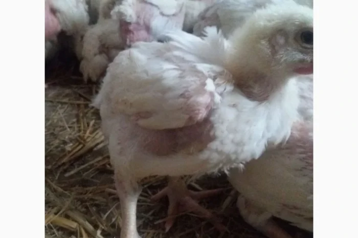 Продаются бройлеры весом 1200 г по 130 грн- фото № 2