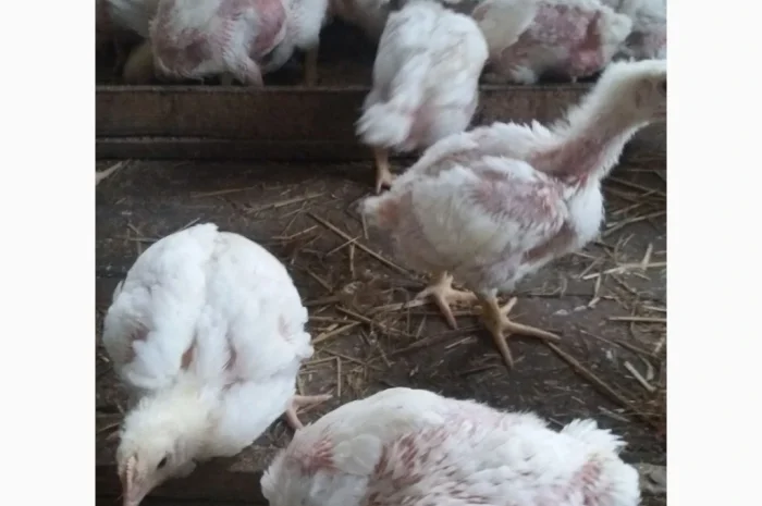 Продаются бройлеры весом 1200 г по 130 грн- фото № 3