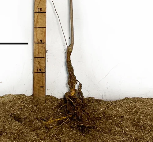 Саженцы шелковицы сорта Галиция - 1 год- фото № 3