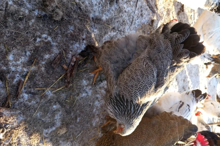 Продаются курицы породы брама темная курипчастая- фото № 2