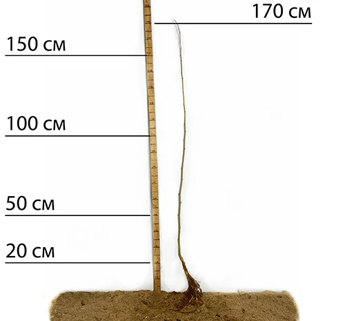 Саженцы шелковицы Виктория (привитые) - 1 год- фото № 3