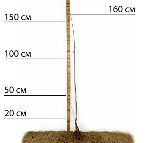 Саженцы шелковицы Виктория - 1 год- фото № 1