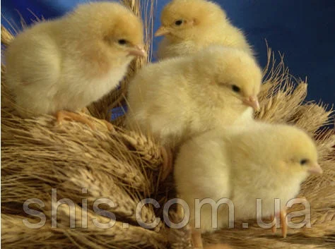 Курчата масояєчних кросів в продаже- фото № 1