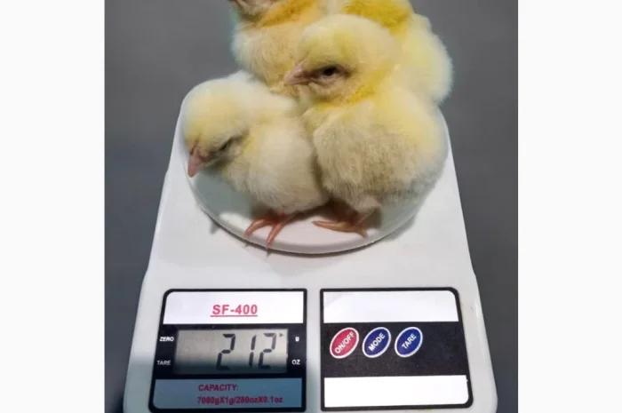 Оптовая доставка суточных бройлеров- фото № 2