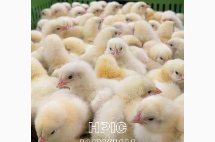 Оптовая доставка суточных бройлеров- фото № 3