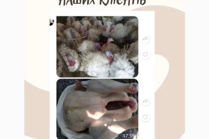 Оптовая доставка суточных бройлеров- фото № 6