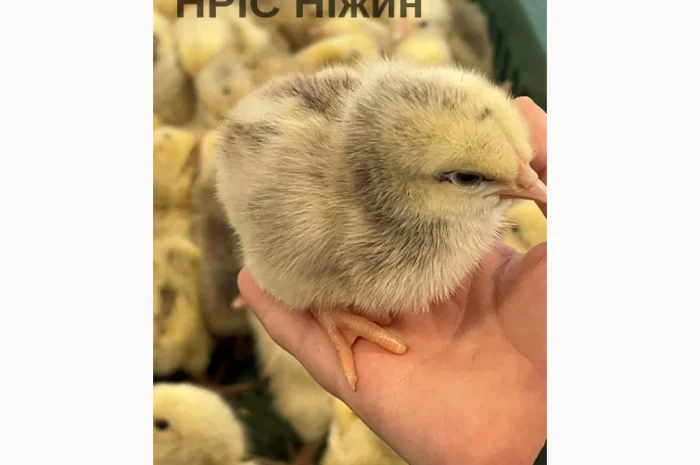 Оптовая доставка суточных бройлеров- фото № 7