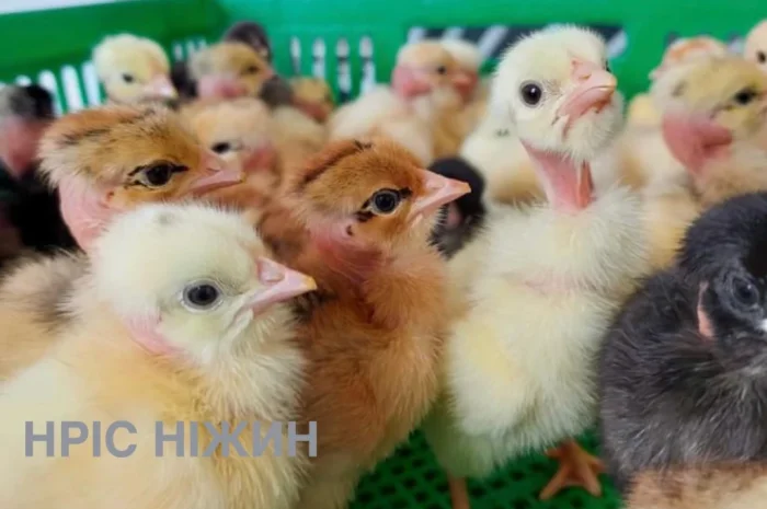 Продается суточный бройлер в Николаеве- фото № 1