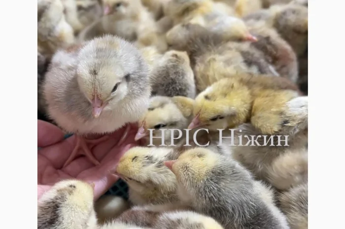 Продается суточный бройлер в Николаеве- фото № 2