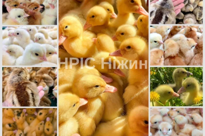 Продается суточный бройлер в Николаеве- фото № 4