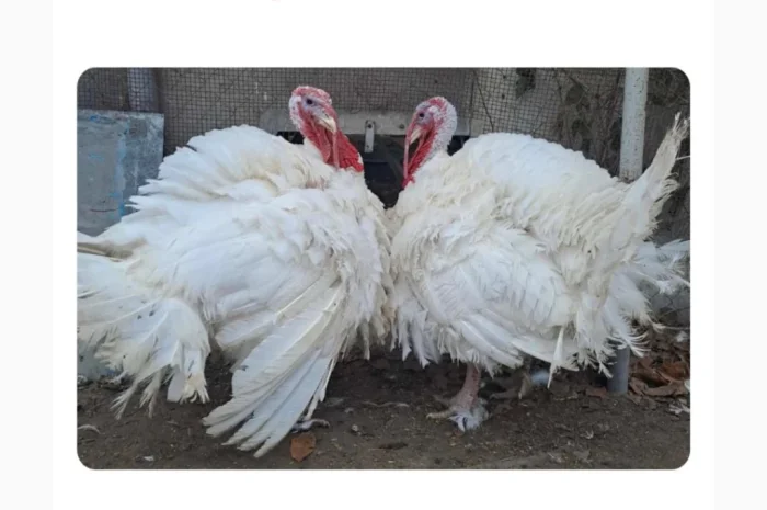 Продается суточный бройлер в Николаеве- фото № 5