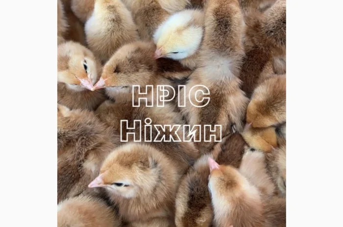 Продается суточный бройлер в Николаеве- фото № 7