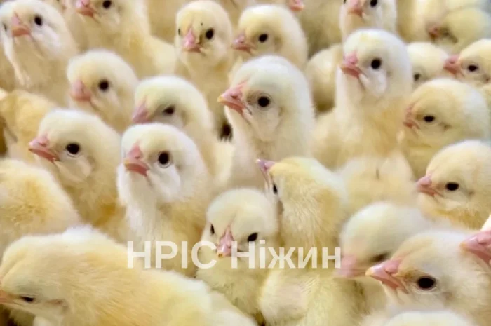 Бройлеры: ассортимент и график поставок- фото № 1