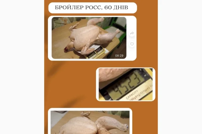 Бройлеры: ассортимент и график поставок- фото № 2