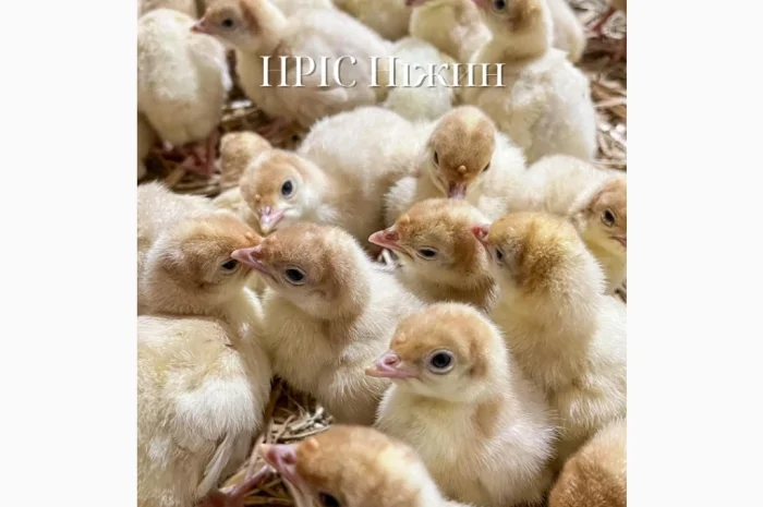 Бройлеры: ассортимент и график поставок- фото № 3