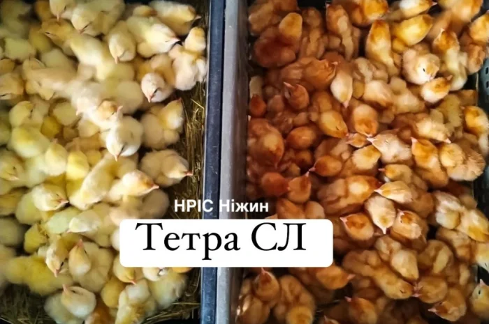 Бройлеры: ассортимент и график поставок- фото № 4