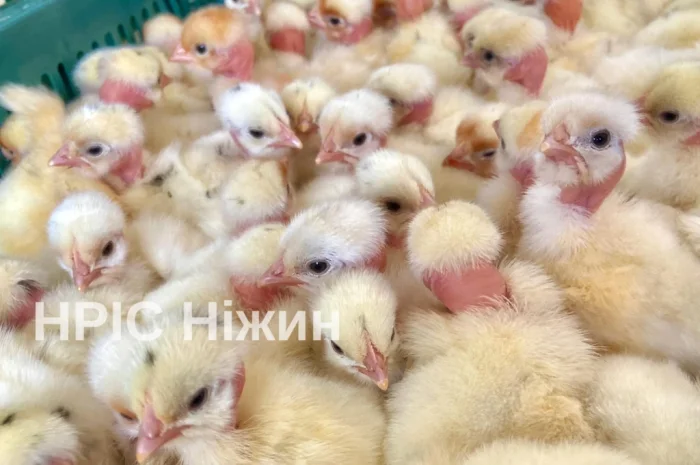 Бройлеры: ассортимент и график поставок- фото № 6