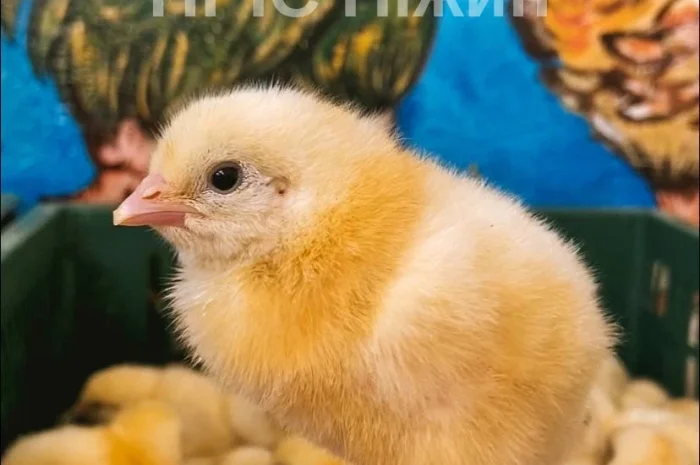 Добові бройлери у продажу- фото № 1