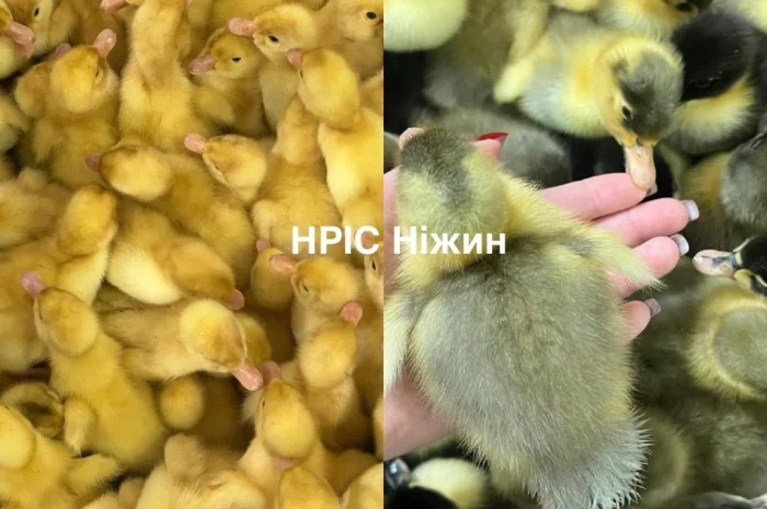 Добові бройлери у продажу- фото № 2