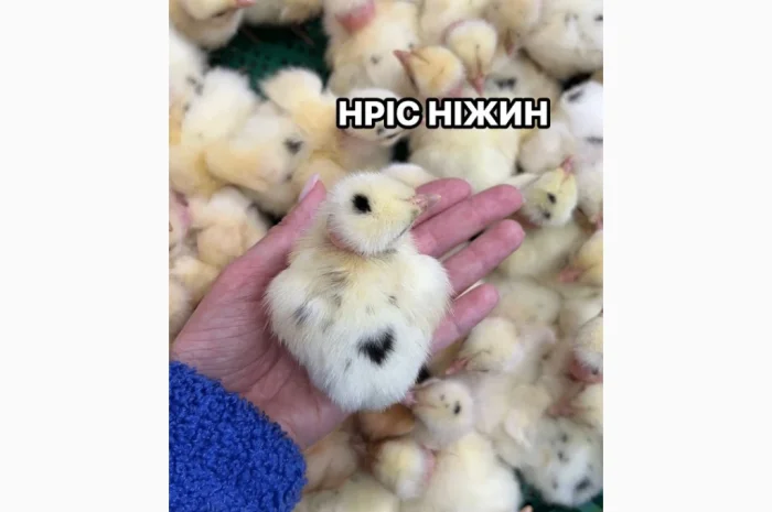 Добові бройлери у продажу- фото № 3