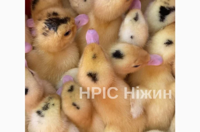 Добові бройлери у продажу- фото № 4