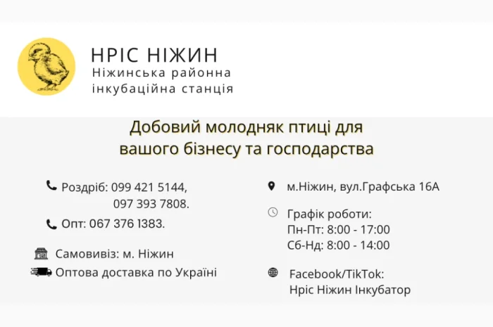 Продается добовой Бройлер в Чернигове- фото № 1