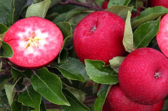 Саженцы яблони Байя Мариса в продаже- фото № 2