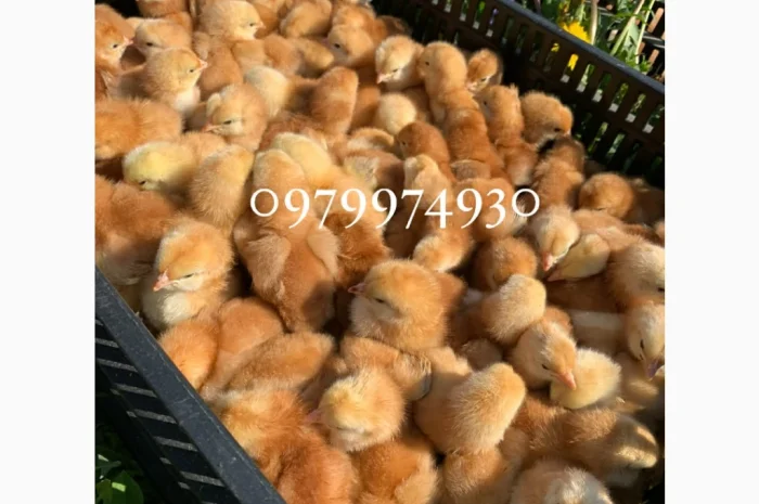 Курчата на продажу от фермерского хозяйства- фото № 10