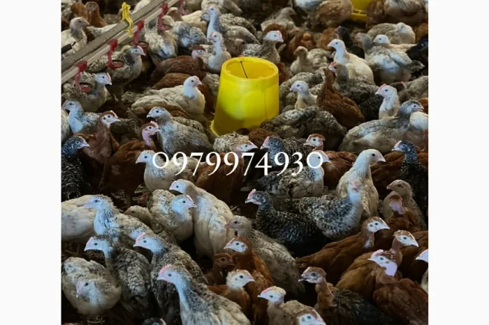 Курчата на продажу от фермерского хозяйства- фото № 11