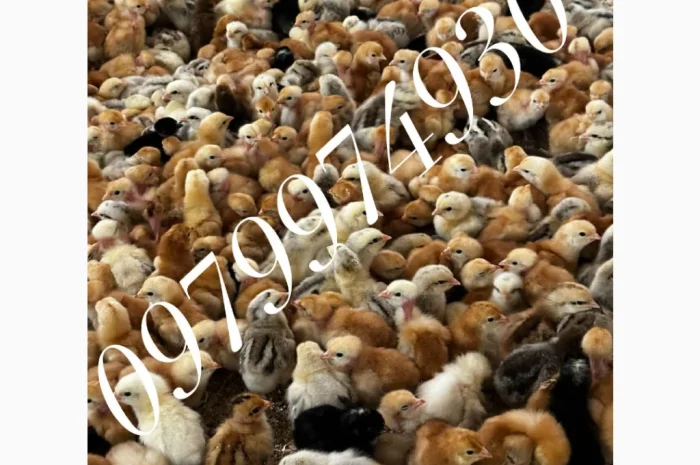 Курчата на продажу от фермерского хозяйства- фото № 3