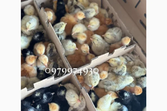 Курчата на продажу от фермерского хозяйства- фото № 4