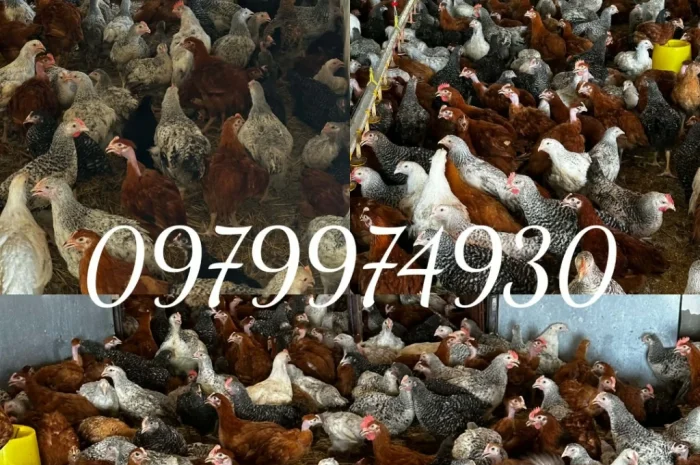 Курчата на продажу от фермерского хозяйства- фото № 6