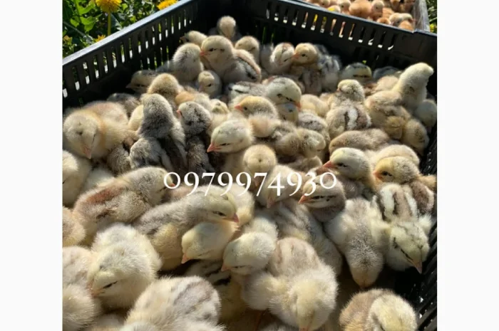 Курчата на продажу от фермерского хозяйства- фото № 7