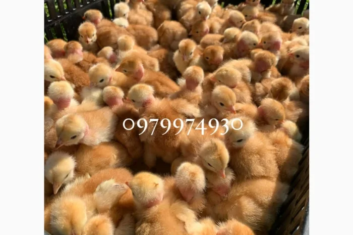 Курчата на продажу от фермерского хозяйства- фото № 8