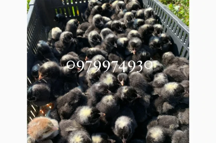 Курчата на продажу от фермерского хозяйства- фото № 9